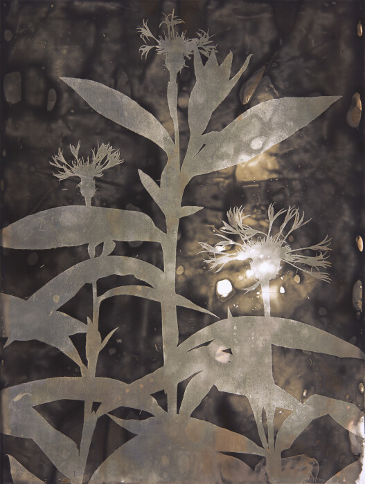 aus dem zyklus Naturformen berg-flockenblume